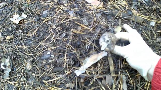 Сбор грибов зимой/ корзина рядовок/ 3 часть/ Грибы есть! смотреть онлайн