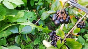 Собираем черноплодную рябину