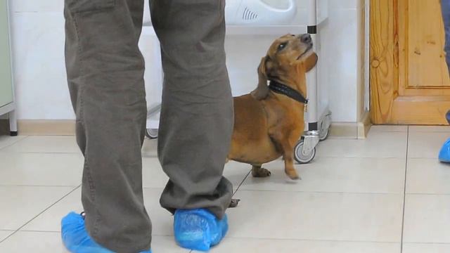 ГРЫЖА МЕЖПОЗВОНОЧНОГО ДИСКА-ГРЫЖА У СОБАКИ-ДИСКОПАТИЯ смотреть онлайн