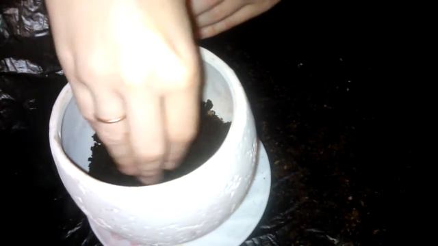 Пересадка каланхоэ после цветения смотреть онлайн