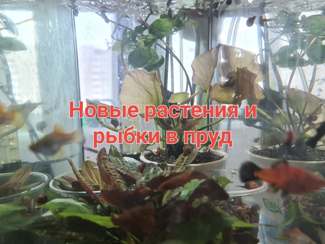 Новые растения и рыбки в пруд смотреть онлайн