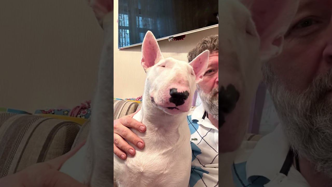 12.08.2023. killer dog. Bull terrier. Masya #bullterrier #бультерьер