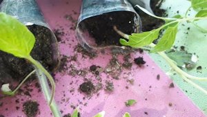 Способны ли навредить дождевые черви рассаде