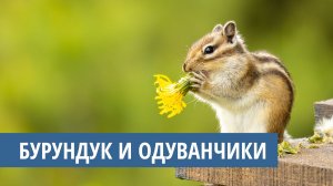 Бурундук и одуванчики