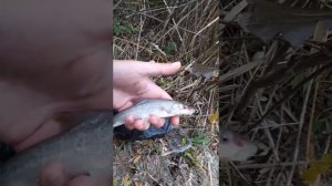 Ловля усача осенью на реке