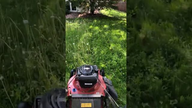 The last day of No Mow May