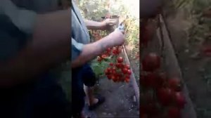 Томат сливка Спрут F1  и гибрид - 2 Тарасенко