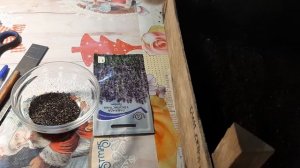 ЛАВАНДА КАК ВЫРАСТИТЬ ИЗ СЕМЯН И КАК ПОСЕЯТЬ ЛАВАНДУ СЕМЕНАМИ этот цветок