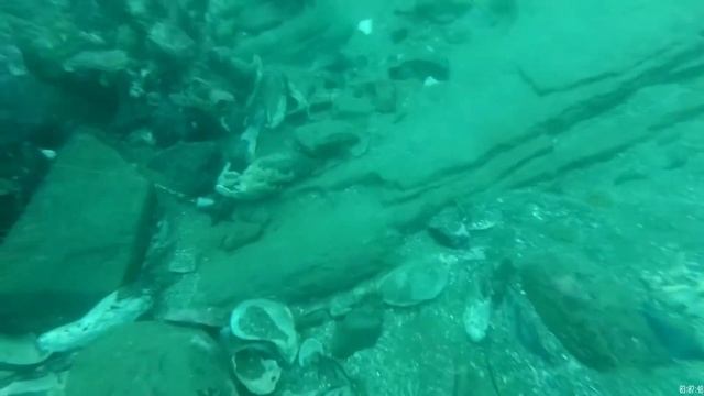 дайвинг в владивостоке.морские ежи.жизнь в приморье.красота.