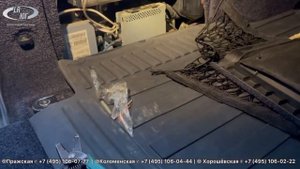 Range Rover L322. Ремонт оптоволокна. Пропадает звук. Отключается мультимедиа