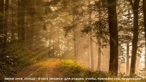 Рассвет в лесу, звуки природы/Dawn in the forest, sounds of nature