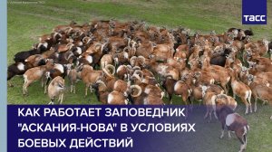 Как работает заповедник "Аскания-Нова" в условиях боевых действий