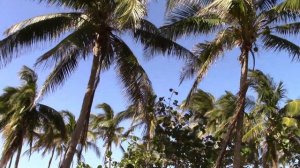 Отель GRAN CARIBE PUNTARENA & PLAYA CALETA COMPLEX 4*