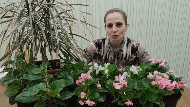 Обработка бегоний от клеща натуральным препаратом. Бегонии из семян 3.5 месяца.