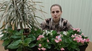 Обработка бегоний от клеща натуральным препаратом. Бегонии из семян 3.5 месяца.