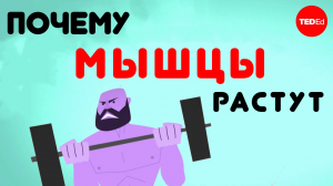 Почему растут мышцы?