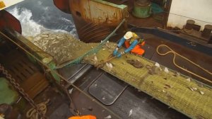 на промысле трески, подъём трала с ,,тракторам,, и без