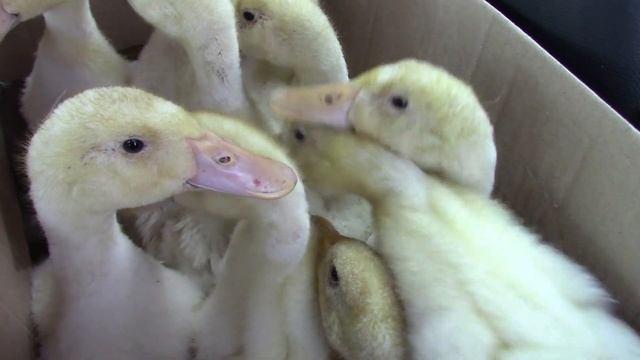 Гуси порода Линда, утка старт-53индюки и бройлеры смотреть онлайн