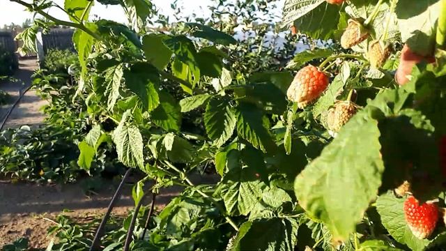 Нижегородец ремонтантная малина огромного размера.