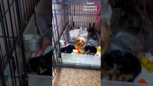 Йорк. Девочка. Продажа , Резервирование смотреть онлайн