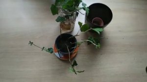 Размножение плюща черенками.