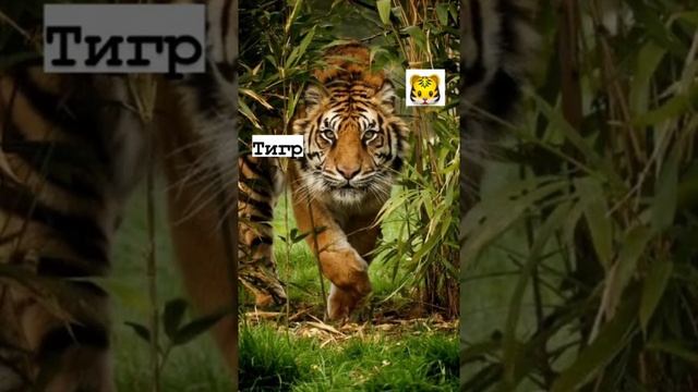 животные которые исчезнут в 2025 году? смотреть онлайн