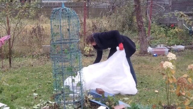 Укрываю клематис 2-ой группы обрезки, сохраняю укоренившиеся черенки гортензий, спирей и другие смотреть онлайн
