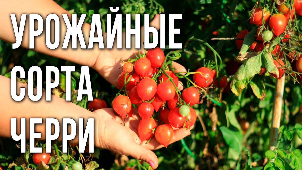 Урожайные сорта черри. Томаты черри для выращивания в открытом грунте.