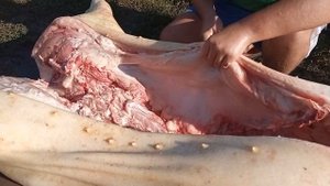 2 кабана, МЯСА 325 КГ!!! Разделка свиной туши на четверти. Свиноводство.