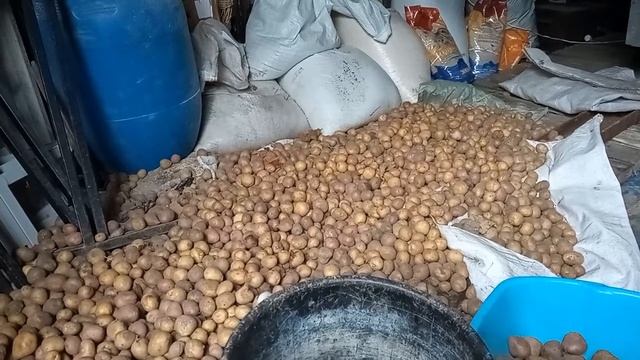 Как правильно кормить кур картошкой?