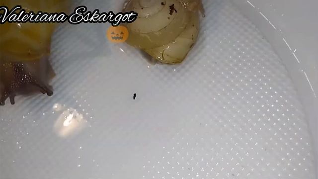 Обзор папірацей, караколусів та ліміколярій з білою мушлею??. Valeriana Escargot|~ смотреть онлайн