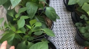 Огород на балконе , томаты, перец, малабарский шпинат, земляника, клубника, голубика ..