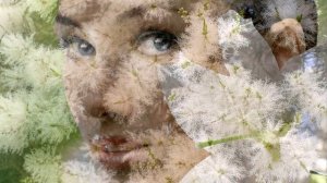 Чайное дерево: история, особенности, применение.