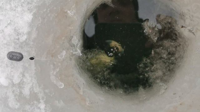 Хитрая ЩУКА, необычный случай! смотреть онлайн