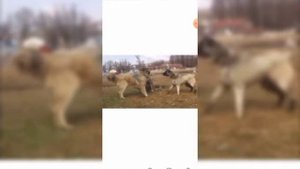 Кавказкий волкадав vs кангал (карабашь).