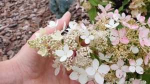 Обзор гортензии Конфетти. Как она меняется в течение сезона / Overview of Hydrangea Confetti