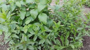 Мелисса и мята. Нужен совет.