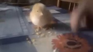 Цыплёнок учится клевать / Chiken learns to peck