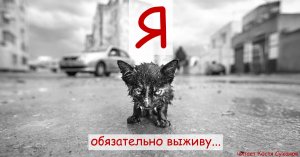 Аудиокнига. Я обязательно выживу. История одного котенка.