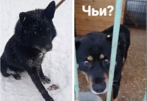 Чьи собаки попали в отлов г.Перми