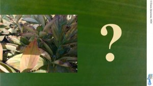 Фотозагадка "Найди бабочку"