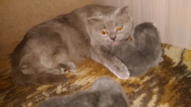 Ксюша с котятами не лезь ко мне кошка и котята смотреть онлайн