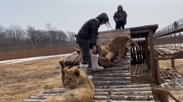 Львята учатся залезать на игровые комплексы! Страшно, но интересно! ПАРК БЕЛЫЙ ЛЕВ ВЛАДИВОСТОК смотреть онлайн