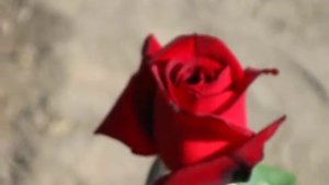 Роза Мадам Дельбар.