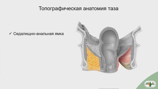 Топографию седалищно-анальной ямки