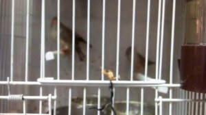 пение амадин