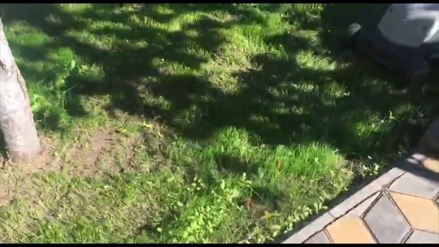 Газон за 3 недели смотреть онлайн