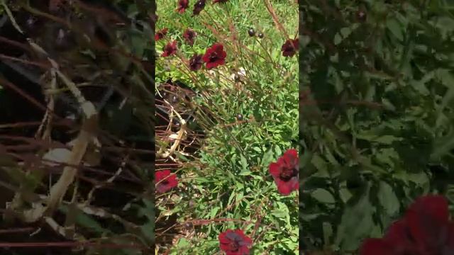 Chocolate cosmos flower seeds for sale, Richmond, ca