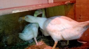 Зимний вывод гусят