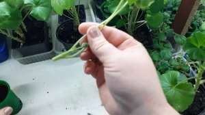 Чёрная ножка. Как лечить пеларгонию?